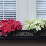 Custom Iron Window Box